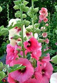Pin On Gardening Cutting Planting Growing Revamping