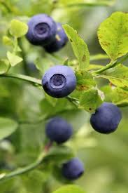 Coffee grounds make a great ingredient for your compost pile photo: Are Coffee Grounds Good For Blueberry Plants Miss Chen Garden Manage Gfinger Es La App De Jardineria Mas Profesional