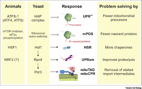 Check spelling or type a new query. How The Mitoprotein Induced Stress Response Safeguards The Cytosol A Unified View Trends In Cell Biology