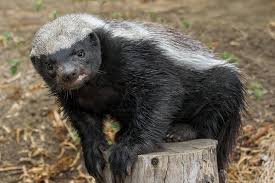 The honey badger isn't really a badger — he's actually a type of weasel. Honey Badger Ratel San Diego Zoo Animals Plants