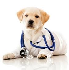 Maybe you would like to learn more about one of these? Vets For Pets Home Facebook