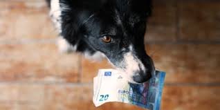 Und auch hier heißt das stichwort: Hundesteuer Befreiung Und Ermassigung In Einigen Fallen