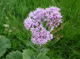 Image result for Adenia stolzii