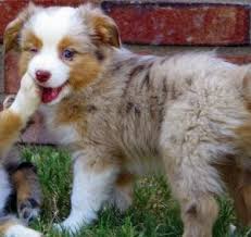 Miniature aussie blue merle pure bred australian shepherd mi christmas puppies tri colored aussie mini. Pin By Carli Luensmann On Fur Friends Australian Shepherd Puppies Aussie Puppies Shepherd Puppies