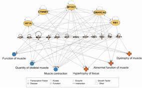 The image depicts skeletal muscle fiber. Transcriptional Profiling Reveals Extraordinary Diversity Among Skeletal Muscle Tissues Elife