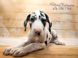 The great dane breed is enormous and easily recognisable! Petland S Gentle Giants Great Dane Puppies For Sale Petland Mall Of Georgia