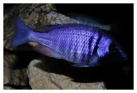 La couleur des mâles est bleu très pâle avec des rayures verticales noires. Placidochromis Electra Malawi Zucht
