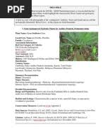 Image result for Ocimum urundense