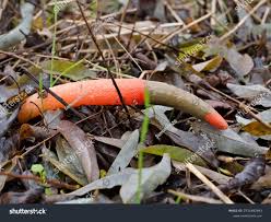 Image result for Mutinus elegans