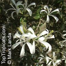 Image result for Turraea floribunda