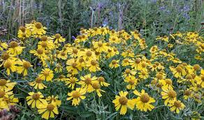 Image result for Helenium autumnale