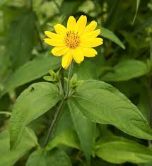 Image result for Aspilia