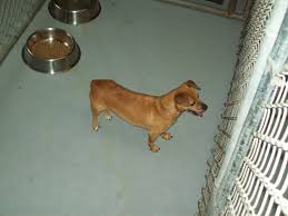 Image detail for gorgeous teacup. Lee County Va Found Female Dog At Lee County Animal Shelter This Female Dachshund Chihuahua Mix Was Picked Up On Wi Animal Shelter Chihuahua Mix Lee County