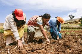 Agricultura este știința și arta cultivării plantelor și a creșterii animalelor. Apoyo A Los Agricultores