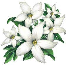 Botanical Illustration Of Five White Jasmine Flowers With Leaves Botanical Illustration Flower Drawing Jasmine Flower