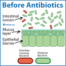 The main job of probiotics, or good bacteria, is to maintain a healthy can i get probiotics from food? Take Probiotics While On Antibiotics I Always Do Probiotics Org