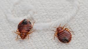 Image result for Cimex lectularius bites