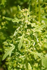 Image result for Chenolea diffusa