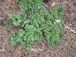 Image result for Maerua becquetii