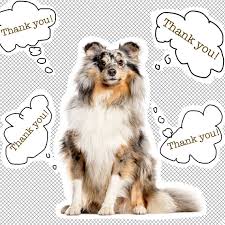 We all know that a loved dog equals a happy dog, and dog love equals pure love (just check out the video evidence!) 1. What Should I Say When Someone Compliments My Dog