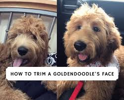 A dog sporting a goldendoodle teddy bear cut? How To Trim A Goldendoodle S Face 2022 We Love Doodles