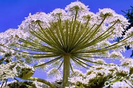 Trotz enormer sicherheitsmaßnahmen konnte sich müller anstecken. Im Schutzanzug Gegen Den Riesen Barenklau Onetz
