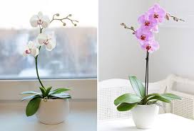 Atau hidup di tempat yang redup. Orkid Phalaenopsis Rumah Cara Merawat Dan Merawat