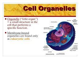 Maybe you would like to learn more about one of these? Cell Organelles