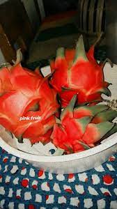 Pink Fruits Di 2021 Buah Naga