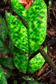 Image result for Pearsonia aristata