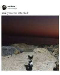 Adli Kullanicinin Kafamiza Gore Panosundaki Pin 2020 Sevimli Hayvan Yavrulari Hayvan Hayvan Yavrulari