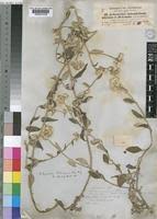 Image result for Helichrysum schimperi