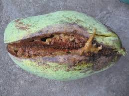 Golongan obat tidur benzodiazepine, konsumsi obat bukan hanya untuk mengatasi insomnia akut. Cara Ampuh Mengatasi Buah Mangga Yang Sering Busuk Petani Top