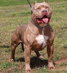 pin on pitbulls