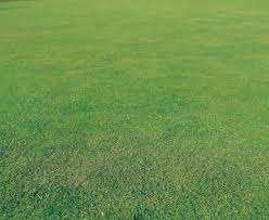Crab Grass Vs Johnson Grass Lush Green Crab Grass Grass Field