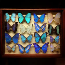 Tumblr Niovrcukfa1qio57co1 500 Jpg 500 500 Morpho Butterfly Morpho Butterfly