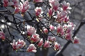 Flower Pictures Saucer Magnolia Tree Magnolia Trees