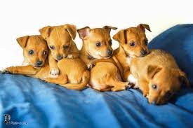See ridgewood kennels chiweenie puppies for sale in pa below! Deer Head Chihuahua Puppies Craigslist Off 58 Www Usushimd Com