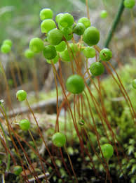 Pin Von Susana Lopez Auf Mushrooms Pilze Pflanzen Ungewohnliche Pflanzen Pilze