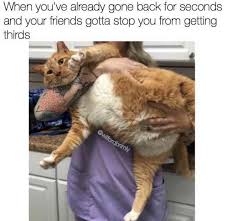 Funny Random Meme Dump Funny Animals Cute Funny Animals Funny Cat Pictures