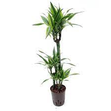 Check spelling or type a new query. Dracaena Lemon Line Gelber Drachenbaum Hydroshop24