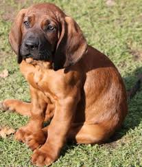 Image result for hannoverský barvář