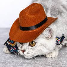 Silly cats cats cats cats cats cats cats cats cats cats cats. I5 Walmartimages Com Asr 6d30a772 3e76 4733 B88