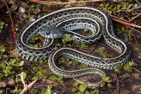 Features the florida garter snake reaches a body length between 51 and 66 cm, the largest documented animal measured 99.7 cm. Florida Blue Eastern Garter Snake Thamnophis Sirtalis Sirtalis Snake Garter Snake Animal Photo