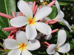 Young White And Yellow Plumeria A New Bunch Of White Plumeria With Yellow Centers Great The Day With Fully Opened Pe Plumeria Hawaii Pictures Hawaii Flowers