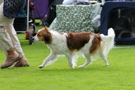 Wanneer je voor het eerst een kooikerhondje ziet. Img 9289 Dogs Of The World Doggy Dogs