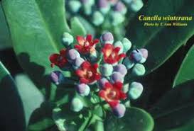 Image result for Canellaceae