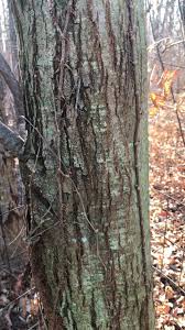 Image result for Light Chestnut 1990 US Government