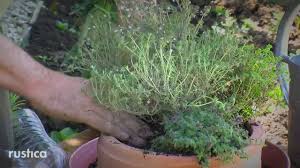 Cultiver Le Thym En Pot Jardin Potager Cultiver Jardinage