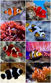 clownfish saltwater aquascpaing ideas fish species